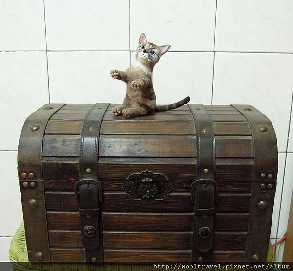 寶箱上的貓