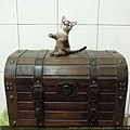 寶箱上的貓