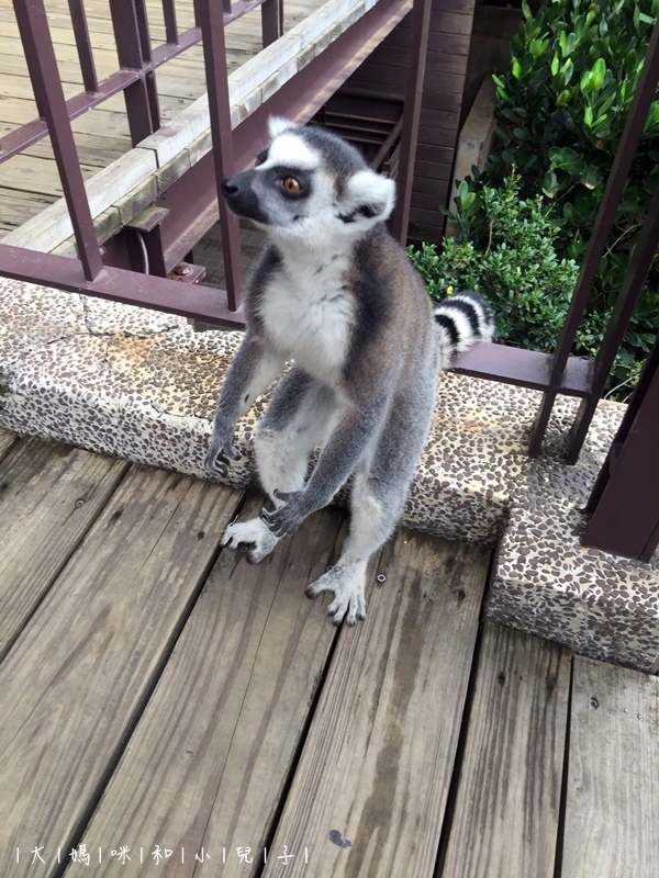 [帶小兒子去新竹] 六福莊住宿選房間餵狐猴好好玩