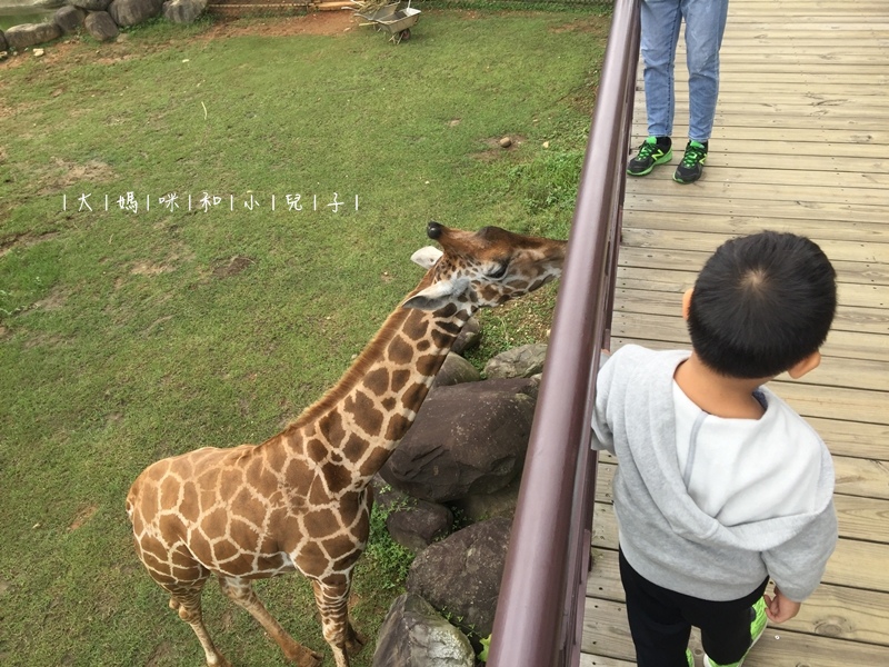 [帶小兒子去新竹] 六福莊住宿選房間餵狐猴好好玩