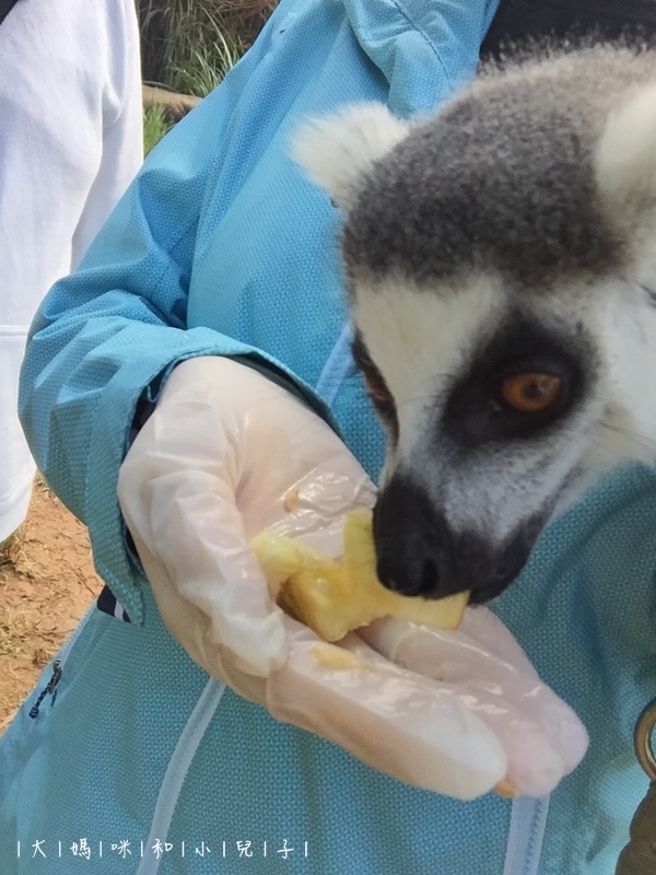 [帶小兒子去新竹] 六福莊住宿選房間餵狐猴好好玩