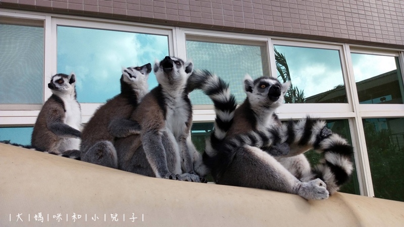 [帶小兒子去新竹] 六福莊住宿選房間餵狐猴好好玩