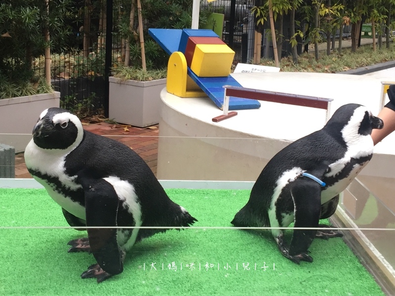 [日本-東京] 激推品川水族館與Skytree嚕嚕米咖啡