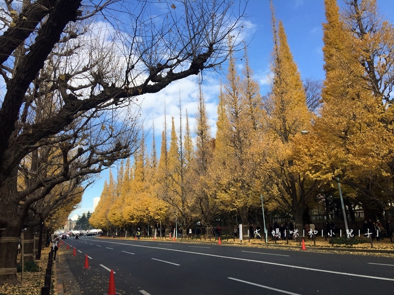 [日本-東京] 明治神宮外苑銀杏與新宿御苑楓葉