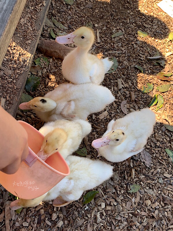 [帶小兒子去苗栗] 越餵越療癒的飛牛牧場