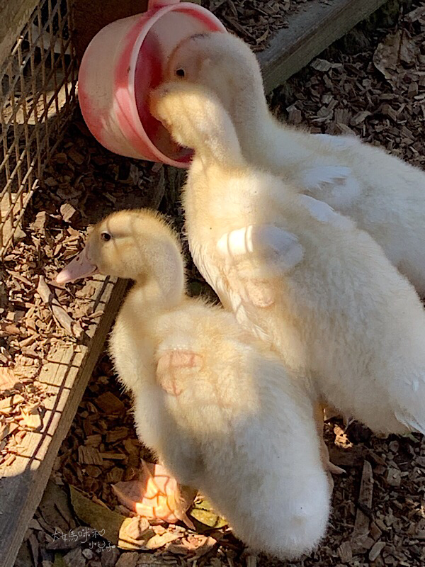 [帶小兒子去苗栗] 越餵越療癒的飛牛牧場