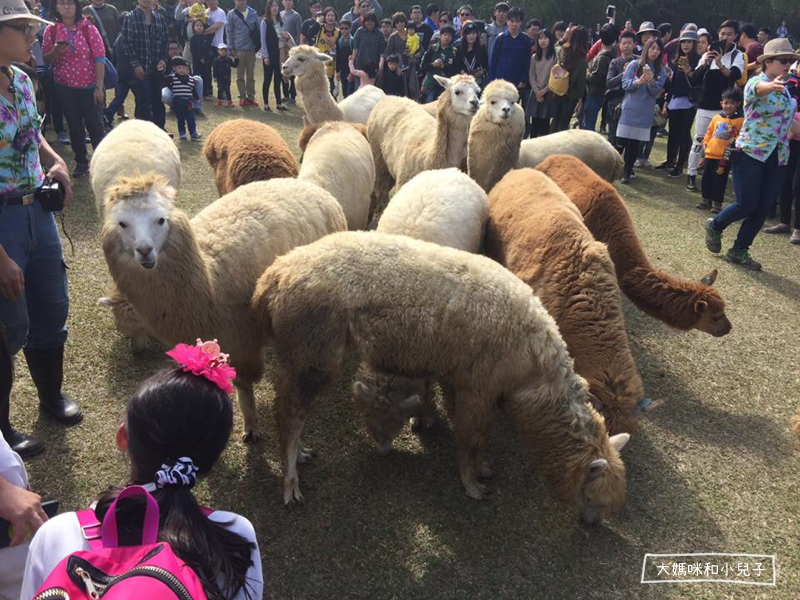 [帶兒子生去新竹] 再訪綠世界的可愛羊駝樹懶等小動物們