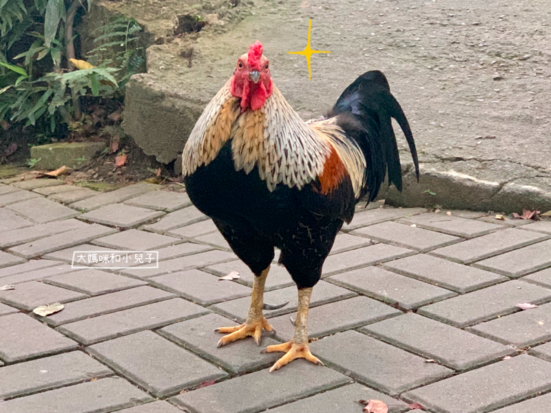 [帶小兒子去苗栗] 卓也小屋與可愛家禽同居的好質感一泊二食