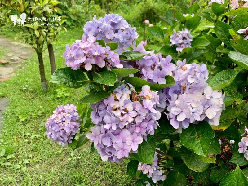 [帶小兒子去宜蘭] 太平山超優質鳩之澤煮蛋泡湯及太平山楓紅碰