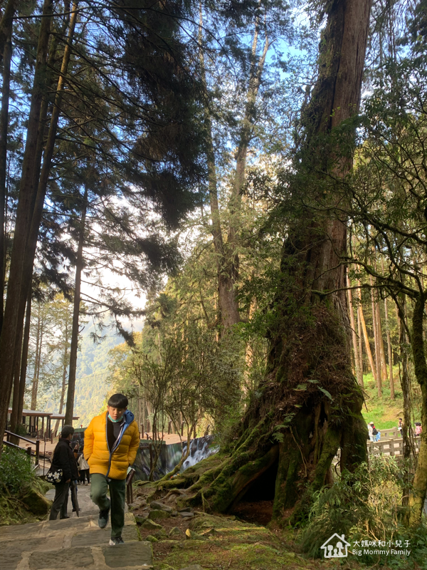 [帶小兒子去雲嘉] 原來阿里山日出是在天亮看並要注意高山症