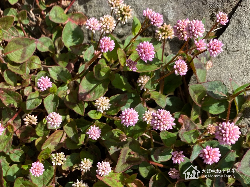 [帶小兒子去雲嘉] 奮起湖甜甜圈比較與免排隊密技