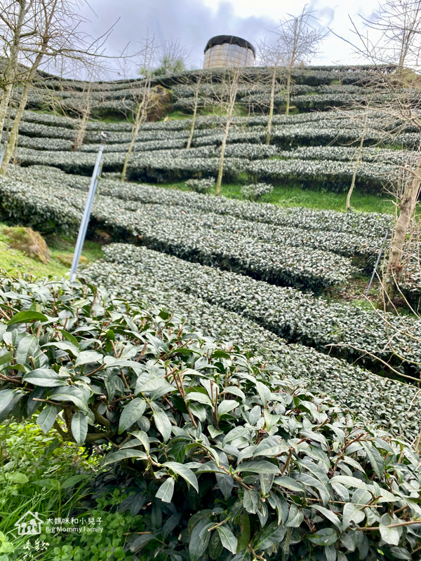 [帶小兒子去雲嘉] 奮起湖甜甜圈比較與免排隊密技