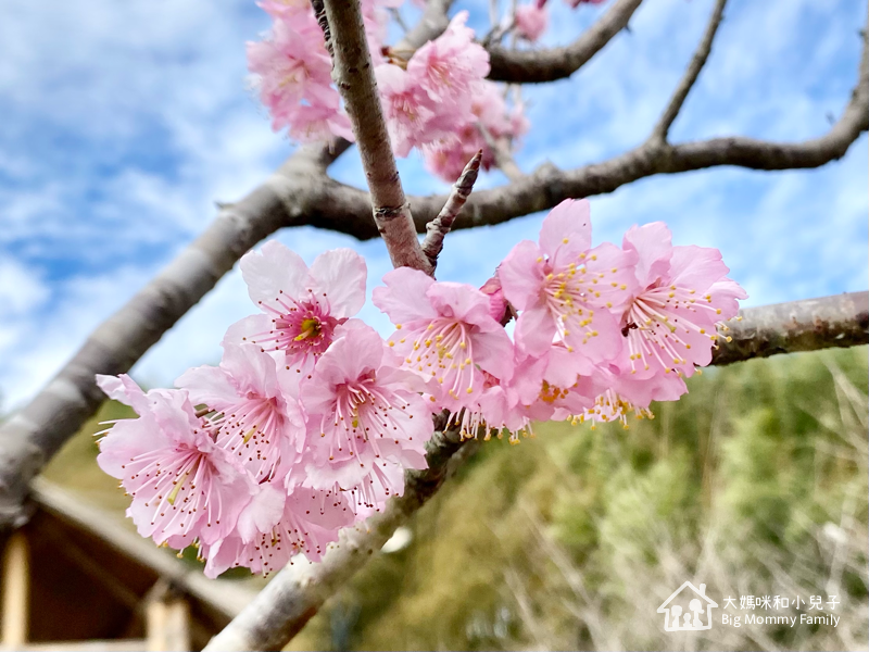 [帶小兒子去雲嘉] 奮起湖甜甜圈比較與免排隊密技