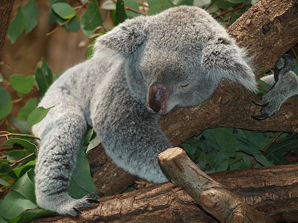 koala-bear-9960_960_720