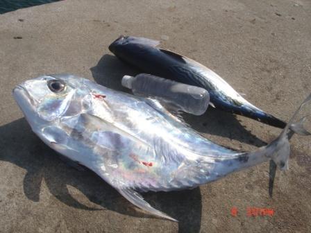 釣魚 魚獲 魚料理 以及 私人料理 馬面瓜水深40呎阿波釣法白蝦 所有人生點滴 痞客邦 釣魚 魚獲 魚料理 以及 私人料理 馬面瓜水深40呎阿波釣法白蝦 所有人生點滴 痞客邦