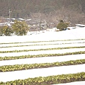 可愛的雪地菜園