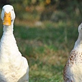 2 ducks.JPG