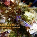 瑟瑞高澤海蛞蝓.jpg