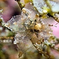 Eubranchus sp.jpg