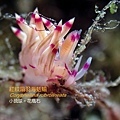 Coryphellina rubrolineata紅紋扇羽海蛞蝓.jpg