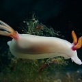 Hypselodoris bullockii公牛多彩海麒麟.jpg