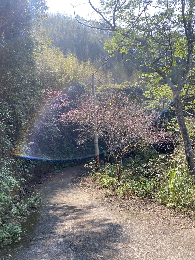 櫻花步道.JPG