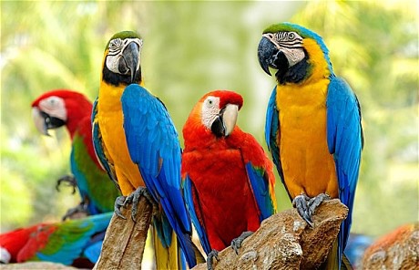 macaw_1846932c