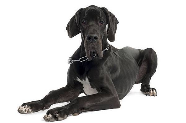 great-dane