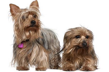 yorkshire-terrier