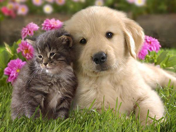 Cute-Dog-and-Cat