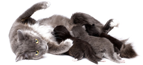 file_1955_column_why-do-mother-cats-reject-their-young