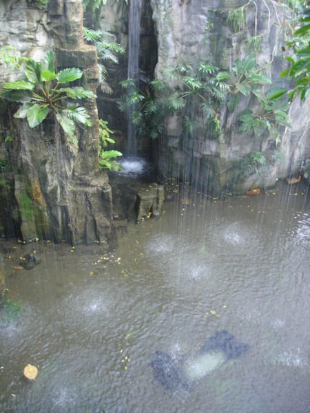 亞馬遜河生態