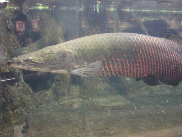 世界最大的淡水魚