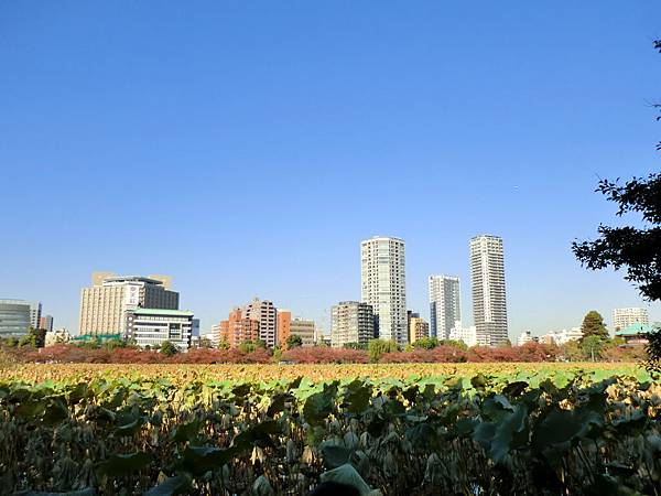 上野恩賜公園 (2)