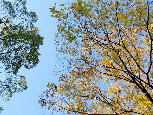 上野恩賜公園 (6)