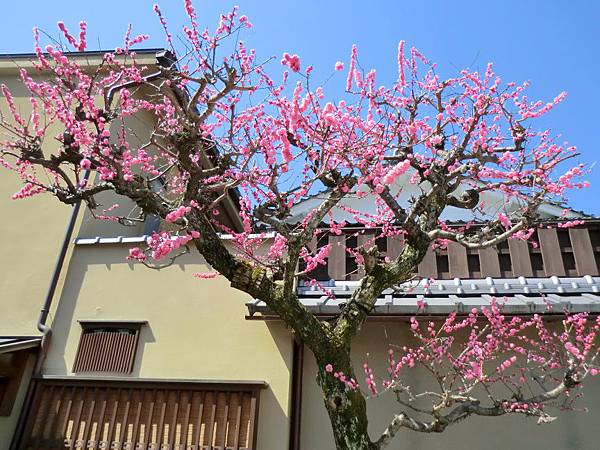 八阪神社 (33)