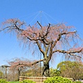 八阪神社 (17)