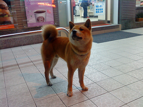 請幫這柴犬找主人