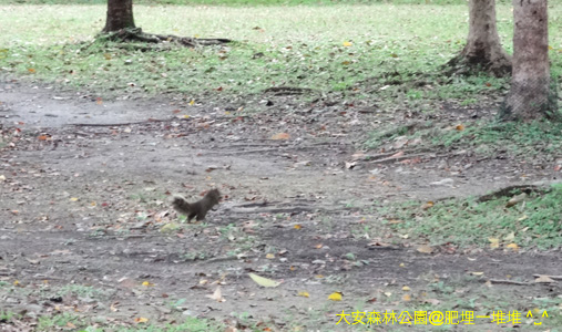 大安森林公園