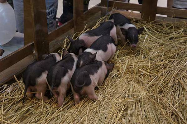 DSC04752-1024.jpg DSC04752-1024.jpg