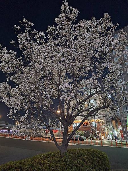 1140322-2駒形橋&吾妻橋