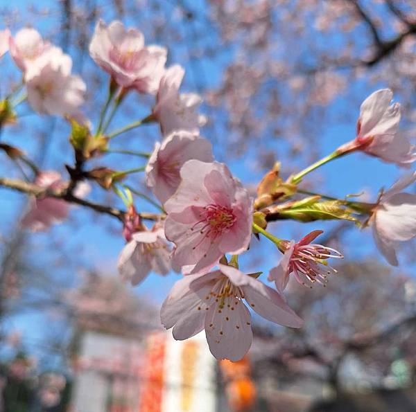 1140323-2密藏院 1140323-2密藏院