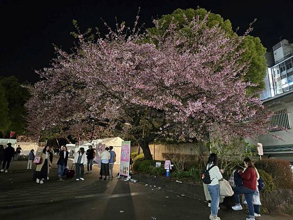 1140323-14上野公園夜櫻 1140323-14上野公園夜櫻