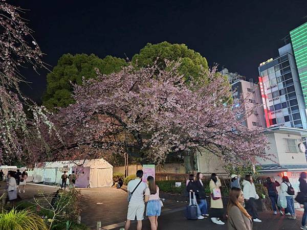 1140323-14上野公園夜櫻 1140323-14上野公園夜櫻