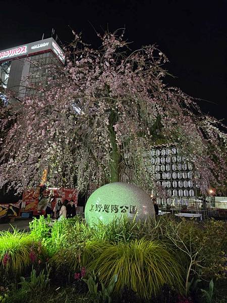 1140323-14上野公園夜櫻