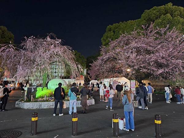 1140323-14上野公園夜櫻 1140323-14上野公園夜櫻