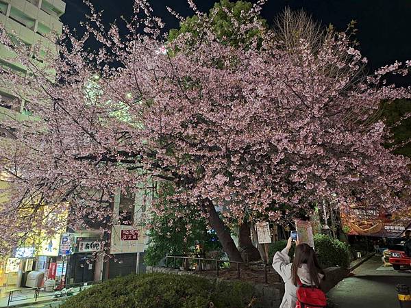 1140323-14上野公園夜櫻 1140323-14上野公園夜櫻