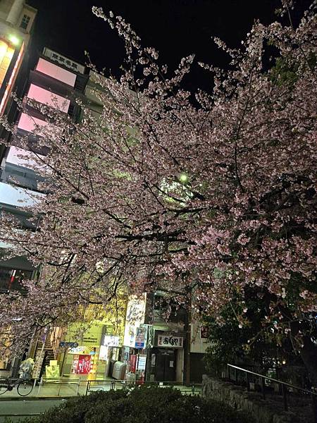 1140323-14上野公園夜櫻 1140323-14上野公園夜櫻