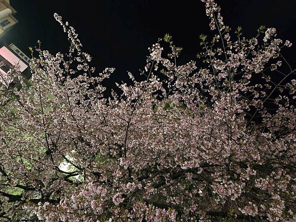 1140323-14上野公園夜櫻 1140323-14上野公園夜櫻