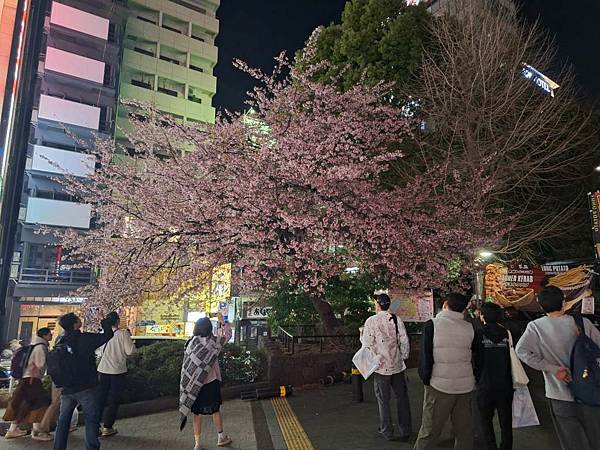 1140323-14上野公園夜櫻 1140323-14上野公園夜櫻